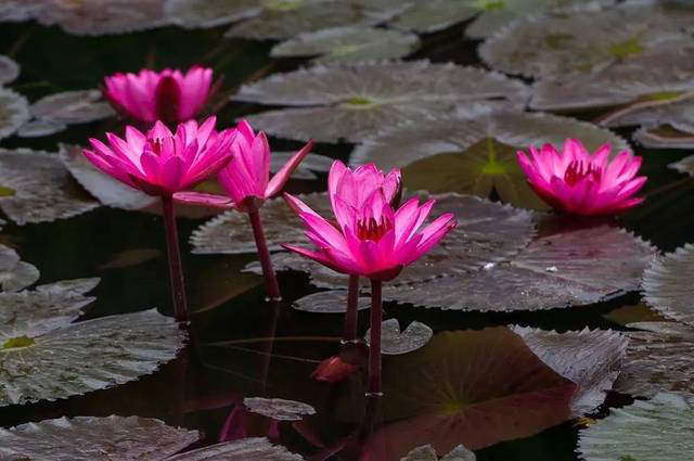  水生植物展示区