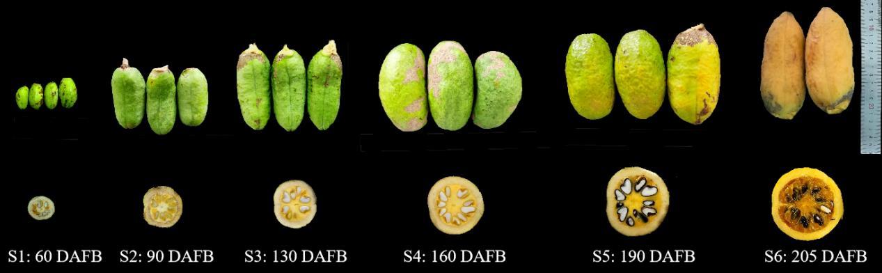 The Main Physicochemical Characteristics and Nutrient Composition during Fruit Ripening of Stauntonia Obovatifoliola Subsp. Urophylla (Lardizabalaceae)