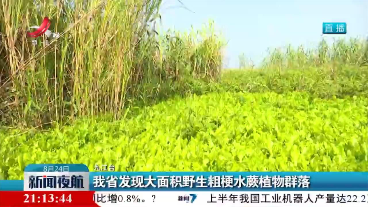 我省发现大面积野生粗梗水蕨植物群落