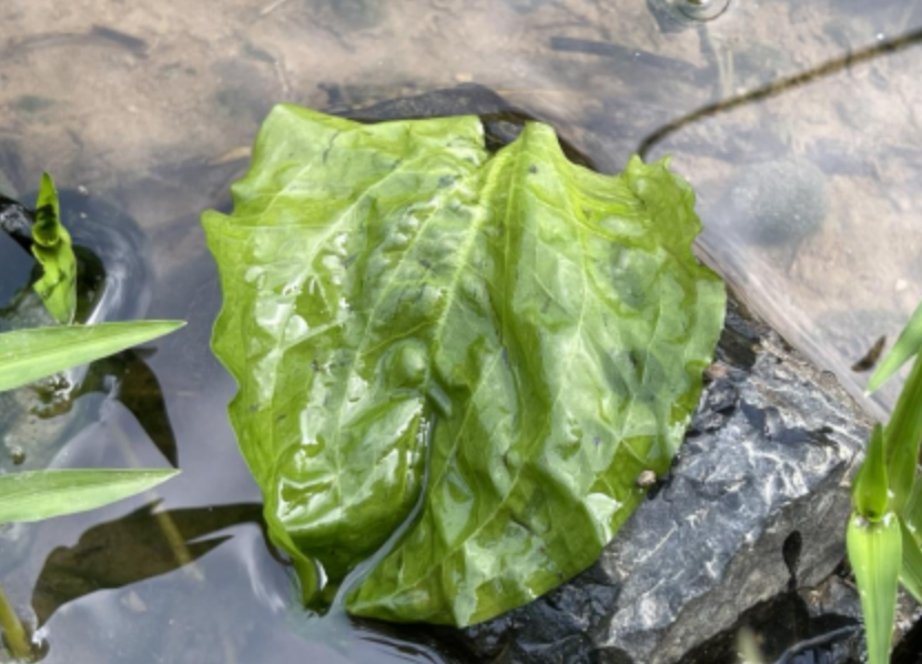 彭泽发现​国家二级重点保护植物