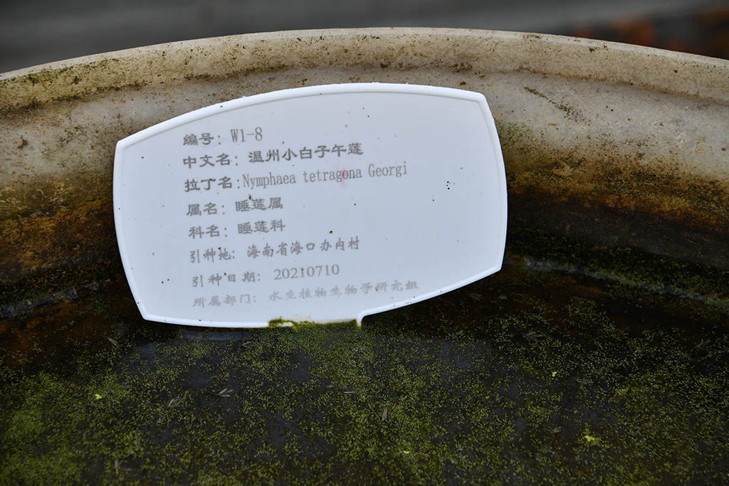 温州小白子午莲