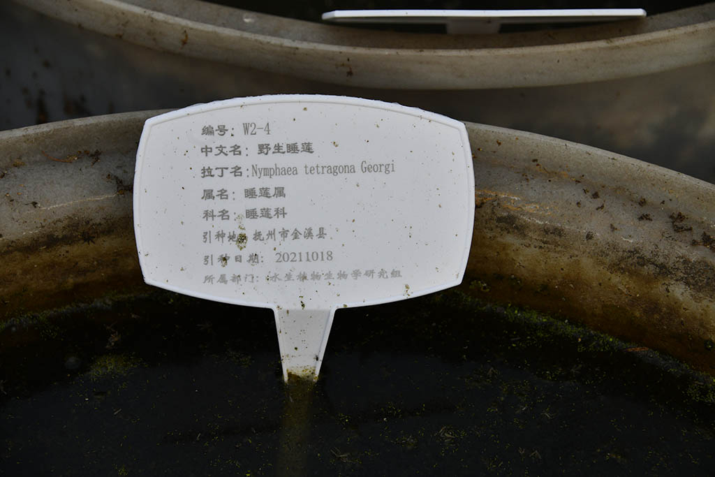 野生睡莲