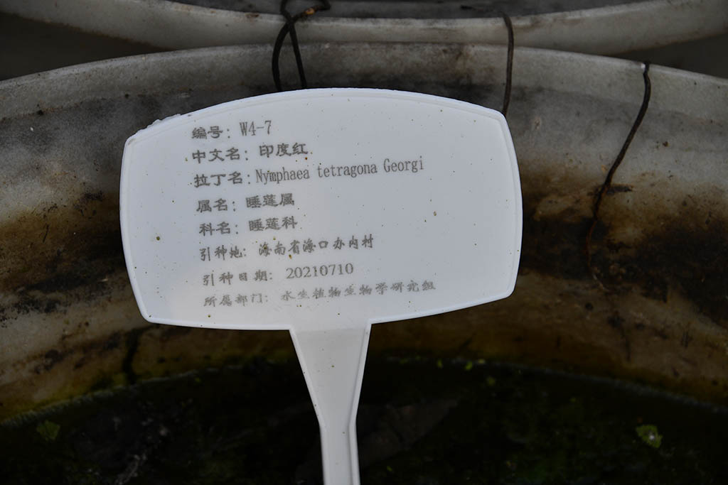 印度红