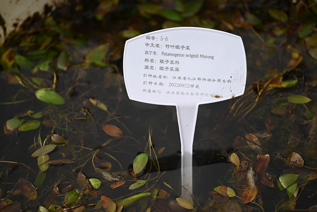 竹叶眼子菜
