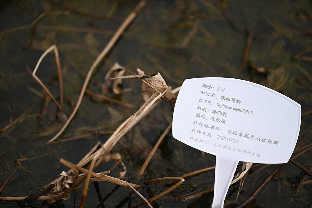 欧洲慈姑