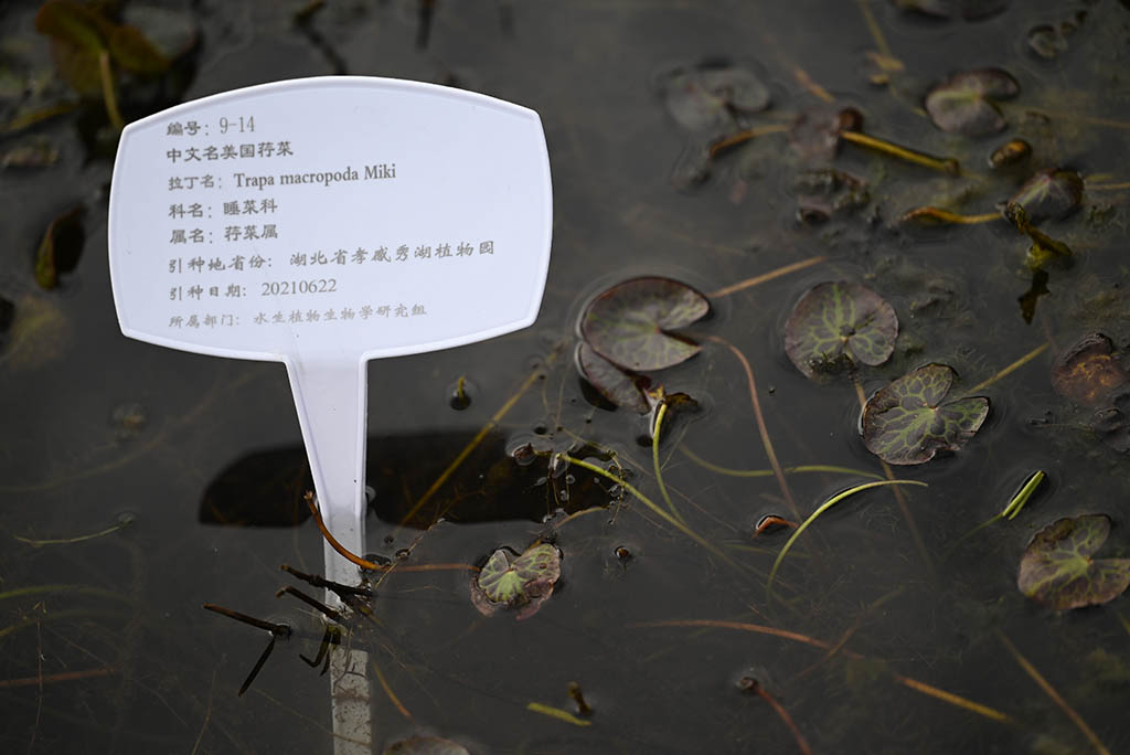美国荇菜