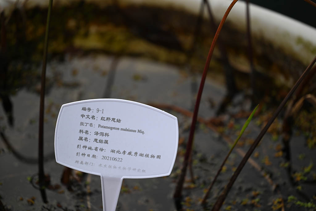 红杆慈姑