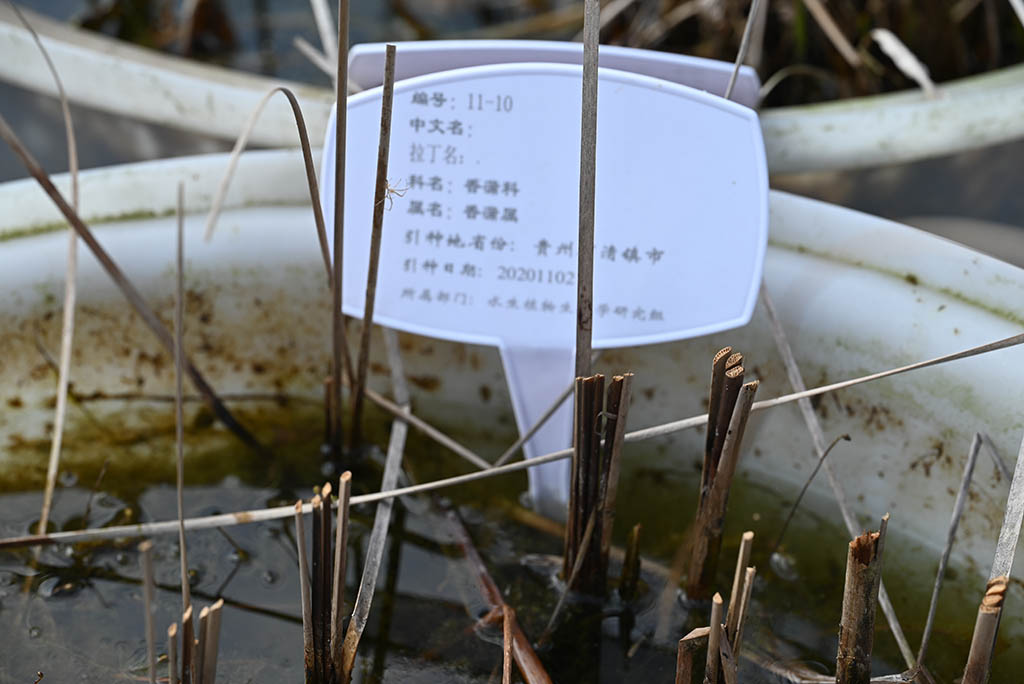 编号11-10