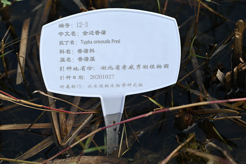金边香蒲