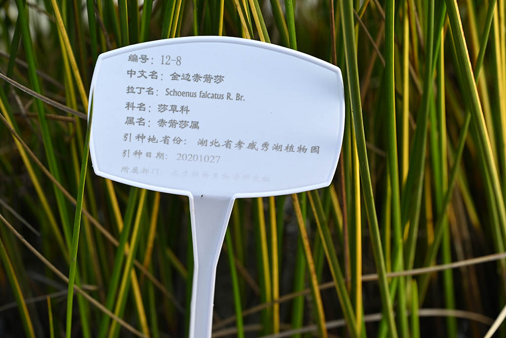 金边赤箭莎