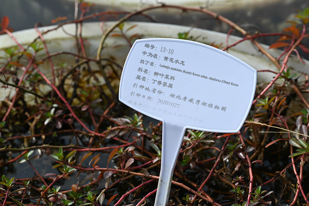 黄花水龙