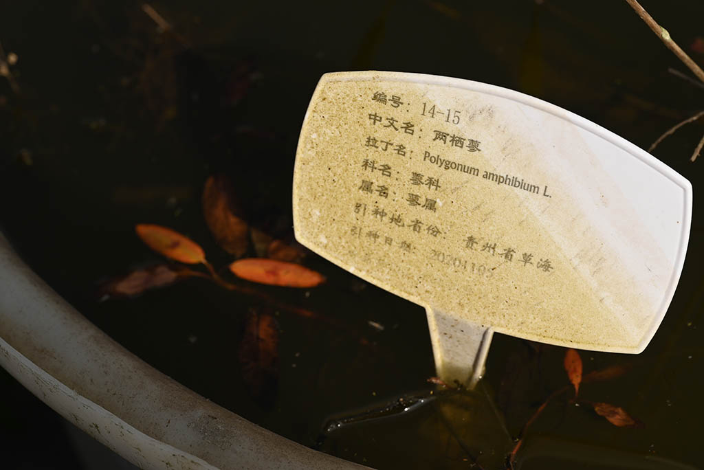 两柄蓼