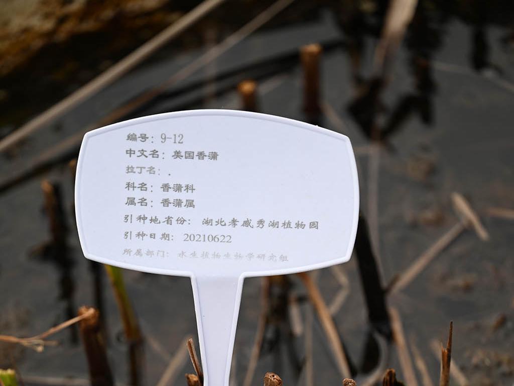 美国香蒲