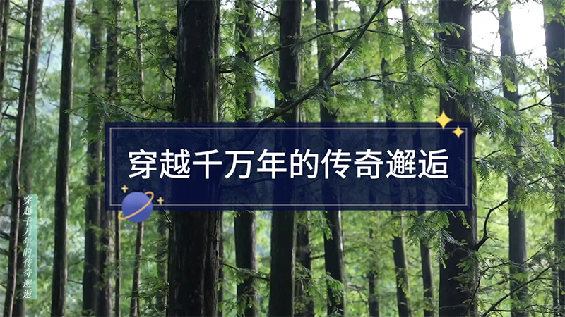  胡先骕与水杉--穿越千万年的传奇邂逅