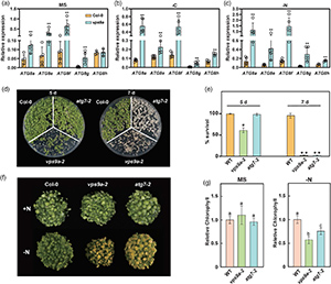 Arabidopsis Vacuolar protein sorting 9a (VPS9a) is required for glutamine synthetase/glutamate synthase (GS/GOGAT) cycle and autophagy under nutrient starvation