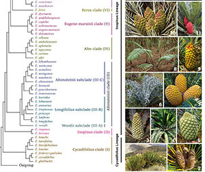 庐山植物园与仙湖植物园联合破解非洲铁属Encephalartos的进化历史及生物地理分布