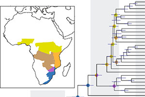 Integrative phylogenomics and morphology reveal the evolution and biogeography of Encephalartos (Zamiaceae)