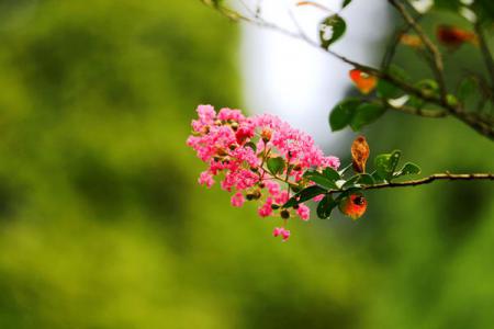 紫薇花开红百日